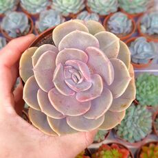 ECHEVERIA HYBRID PERLE VON NURNBERG F. COMPACTA X JOY'S GIANT, image 