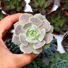 ECHEVERIA LOLA, image 