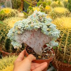 ECHEVERIA PULVINATA FROSTY CRESTATA, image 