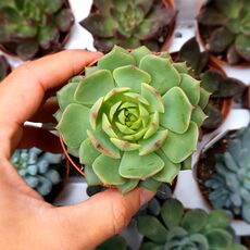 ECHEVERIA RAMILETTE, image 