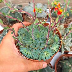 ECHEVERIA RUNDELLI, image 