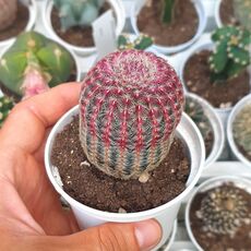 ECHINOCEREUS RIGIDISSIMUS RUBRISPINUS, image 