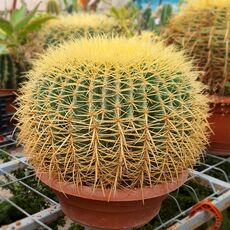 ECHINOCEREUS GRUSONII, image _ab__is.image_number.default