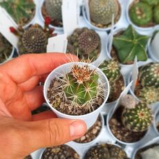 ECHINOCEREUS MARITIMUS, image 