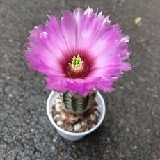 ECHINOCEREUS FITCHII, image _ab__is.image_number.default