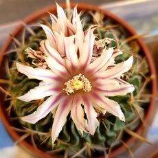 ECHINOFOSSULOCACTUS MULTICOSTATUS, image , 3 image