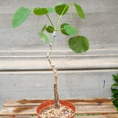 ERYTHRINA MELANACANTHA, image 