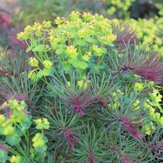 EUPHORBIA CYPARISSIAS FENS RUBY, image , 2 image