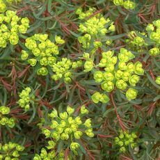 EUPHORBIA CYPARISSIAS FENS RUBY, image 