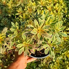 EUPHORBIA AMYGDALOIDES FROSTED FLAME, image 
