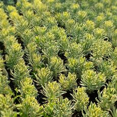 EUPHORBIA CHARACIAS TASMANIAN TIGER, image _ab__is.image_number.default