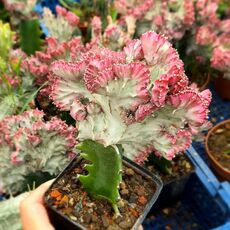 EUPHORBIA LACTEA CRISTATA, image 