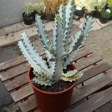 EUPHORBIA LACTEA WHITE GHOST, image 