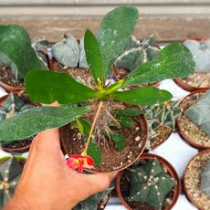 EUPHORBIA MILII RED, image 