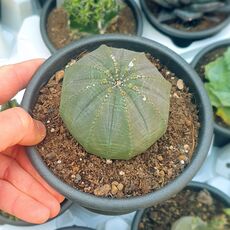 EUPHORBIA OBESA, image 