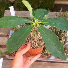 EUPHORBIA VIGUIERI, image 