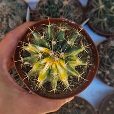 FEROCACTUS WISLIZENI VARIEGATA, image 