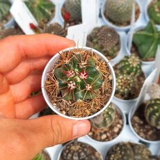 FEROCACTUS FORDII, image 