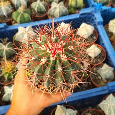 FEROCACTUS STAINESII, image 