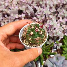 FEROCACTUS VIRIDESCENS, image 