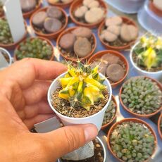 FEROCACTUS WISLIZENI VARIEGATA, image 