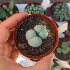 GIBBAEUM HEATHII, image 