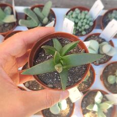 GLOTTIPHYLLUM SUAVE, image 