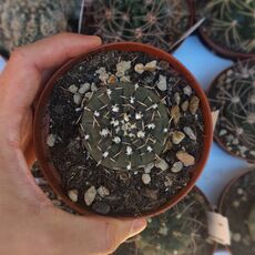 GYMNOCALYCIUM BODENBENDERIANUM, image , 2 image