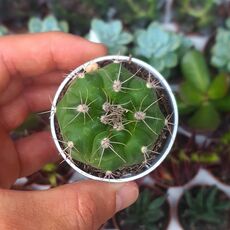 GYMNOCALYCIUM MOSTII SUBS. VALNICEKIANUM, image 