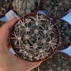 GYMNOCALYCIUM MOSTII SUBS. VALNICEKIANUM, image , 2 image