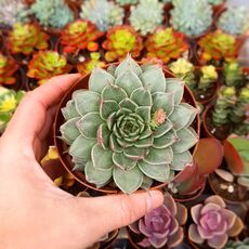 GRAPTOPETALUM FILIFERUM, image 