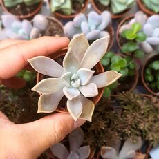 GRAPTOPETALUM PARAGUAYENSE, image 