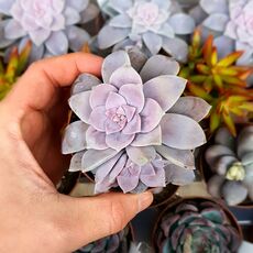 GRAPTOPETALUM PENTRANDRUM SUPERBUM, image 