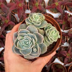 GRAPTOVERIA LOVELY ROSE, image 