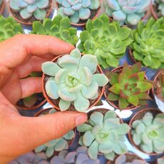 GRAPTOVERIA OPALINA, image 