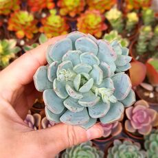 GRAPTOVERIA OPALINA, image , 2 image