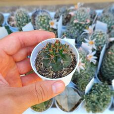 GYMNOCALYCIUM NEUHUBERI, image 