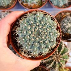 GYMNOCALYCIUM AMBATOENSE, image _ab__is.image_number.default