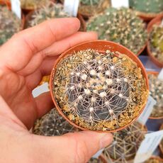 GYMNOCALYCIUM ANDREAE, image 