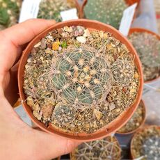 GYMNOCALYCIUM ANDREAE, image 