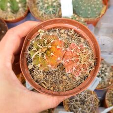 GYMNOCALYCIUM ANISITSII, image 