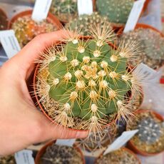 GYMNOCALYCIUM CHACOENSE, image 