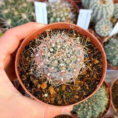 GYMNOCALYCIUM ERINACEUM, image 