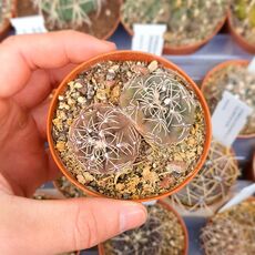 GYMNOCALYCIUM KIESLINGII, image 