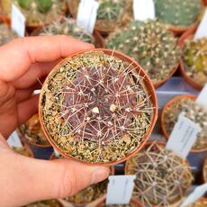 GYMNOCALYCIUM LUKASIKII, image 