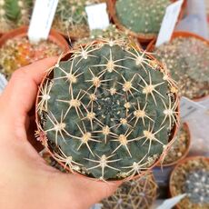 GYMNOCALYCIUM MARSONERI, image 