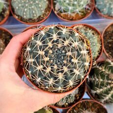 GYMNOCALYCIUM MARSONERI, image _ab__is.image_number.default