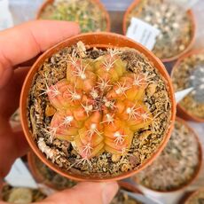 GYMNOCALYCIUM MENDOZAENSE, image 