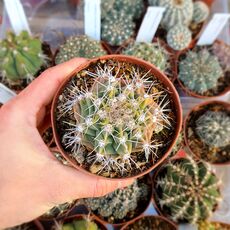 GYMNOCALYCIUM MOSTII SUBS. VALNICEKIANUM, image 