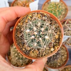 GYMNOCALYCIUM NATALIAE MM625, image 